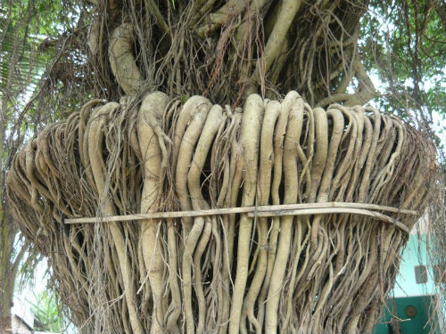 Chủ nhân của cây sanh này cho biết phải mất một thời gian dài mấy chục năm ông mới hoàn thành tác phẩm của mình.