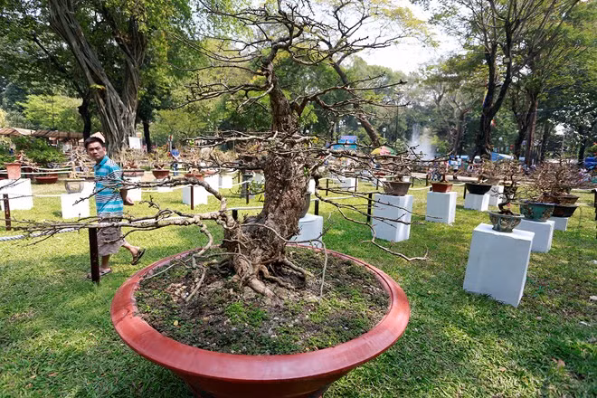 Đoạn từ gốc lên có nhiều cành xòe ra trông rất bắt mắt. Anh Chín cho biết, anh mua cây mai từ một chủ vườn khác cách đây 6 năm.