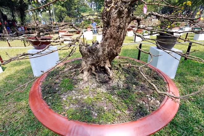 Phần thân gần gốc cây mai 100 năm tuổi có đường kính khoảng 40cm, cao hơn 1m.