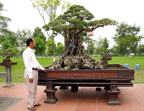 Cây sanh hơn 150 tuổi có tên gọi “Con gà mâm xôi” của anh Nguyễn Nam Thành (Phú Thọ) cũng từng gây xôn xao với mức giá “khủng” 6 triệu USD (tương đương hơn 120 tỷ đồng).