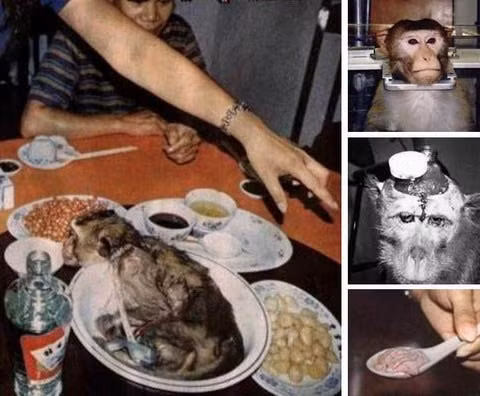 Người Trung Quốc cho rằng, óc khỉ là món ăn, bài thuốc quý giá để tăng cường sức mạnh đàn ông. Do đó, món não khỉ còn đã trở thành món ăn kinh hoàng được giới đại gia bỏ ra rất nhiều tiền để săn đón bởi sự tin tưởng vào khả năng tăng cường tính dục của món ăn.