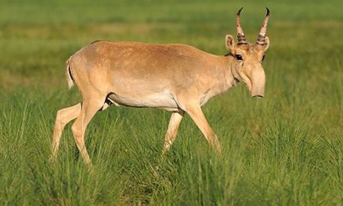 Nhung su ket hop gay choang trong the gioi dong vat-Hinh-8