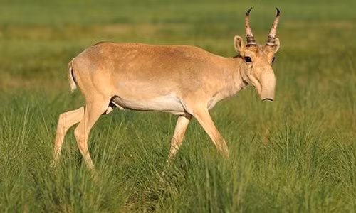 Nhung su ket hop gay choang trong the gioi dong vat-Hinh-8