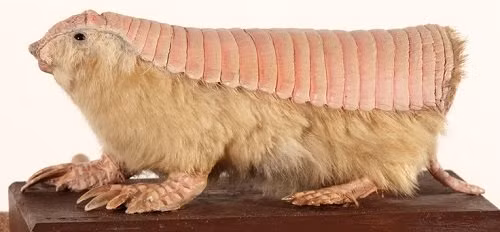 Nhung su ket hop gay choang trong the gioi dong vat-Hinh-6