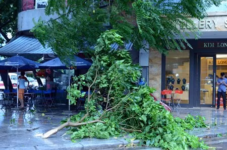 Cây xanh bị gió bẻ gãy cành do gió lớn trên đường Lê Thánh Tông, cổng chợ Hạ Long I, Quảng Ninh. Ảnh: Dân Việt.