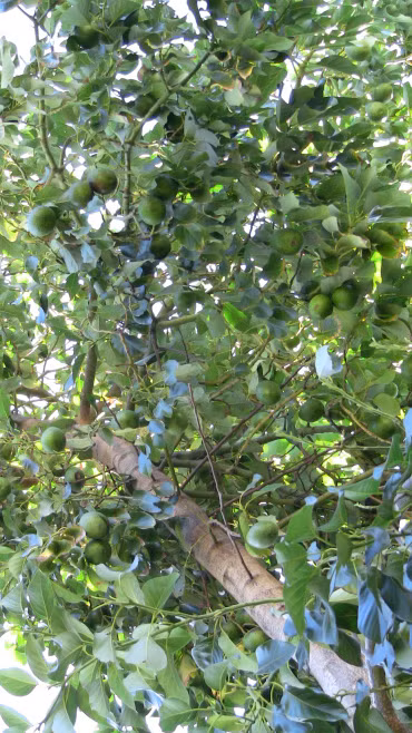 Những cây bơ khá cao nên khi thu hoạch quả cần rất cẩn thận để tránh làm dập nát quả.