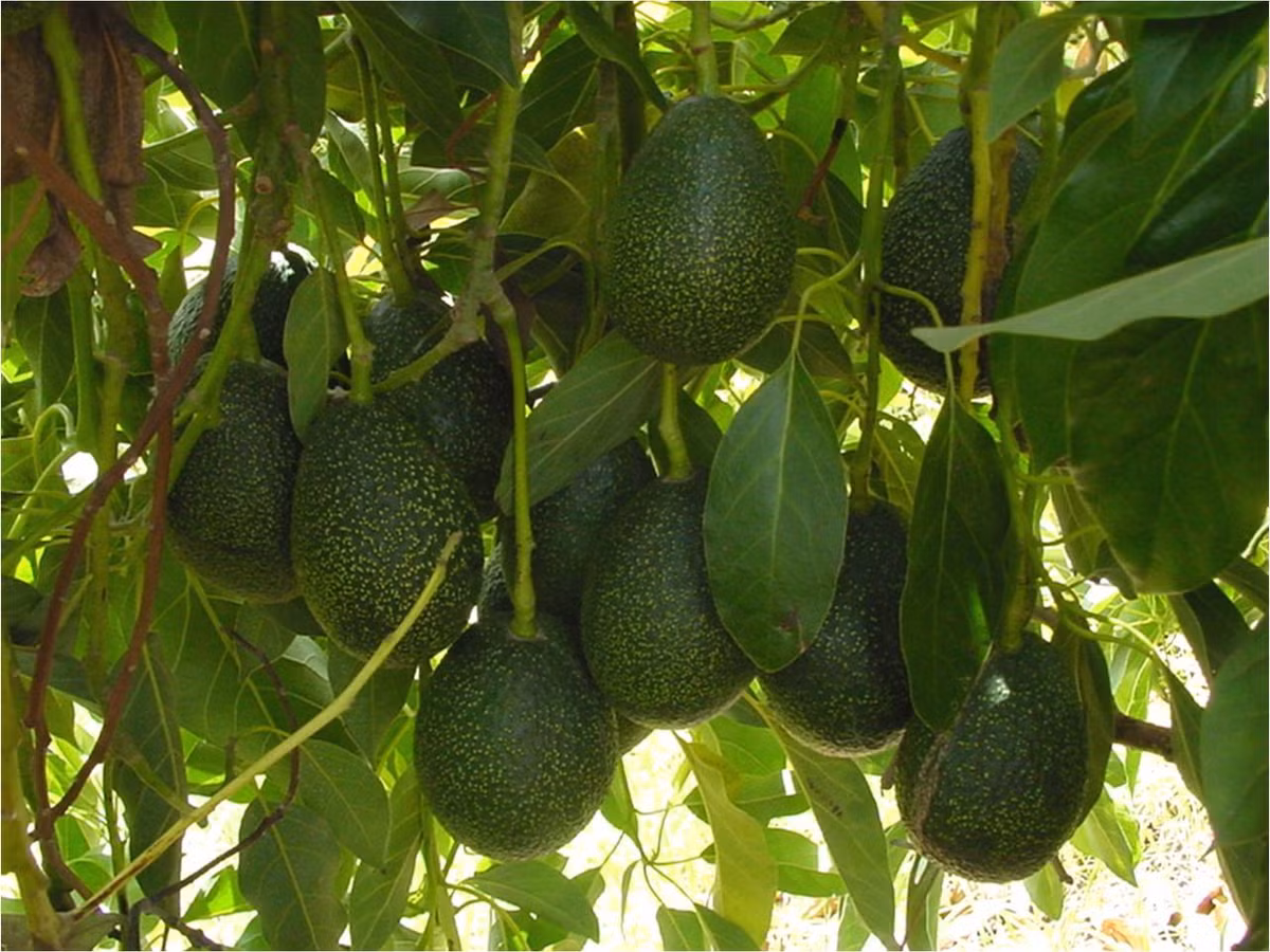 Để xác định độ già của trái bơ khi đến mùa thu hoạch, người ta có thể quan sát nhiều đặc điểm bên ngoài và bên trong.