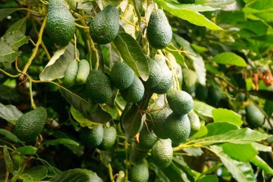 So với các loại cây ăn quả khác bơ là loại cây dễ trồng, khả năng thích nghi rộng, chống chịu khá với các bất lợi của môi trường như hạn hán, gió, đất nghèo dinh dưỡng.