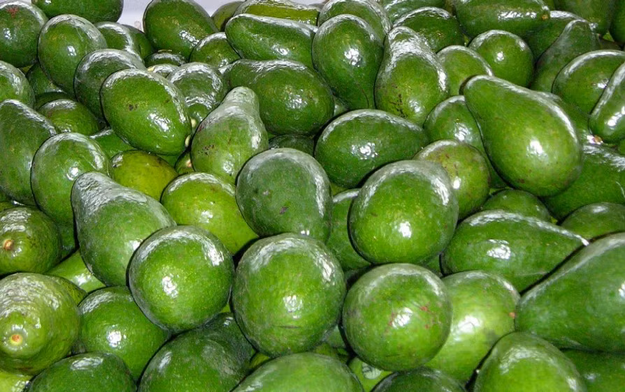 Những trái bơ chín sau khi thu hoạch sẽ được phân loại, đóng gói để phân phối ra thị trường.