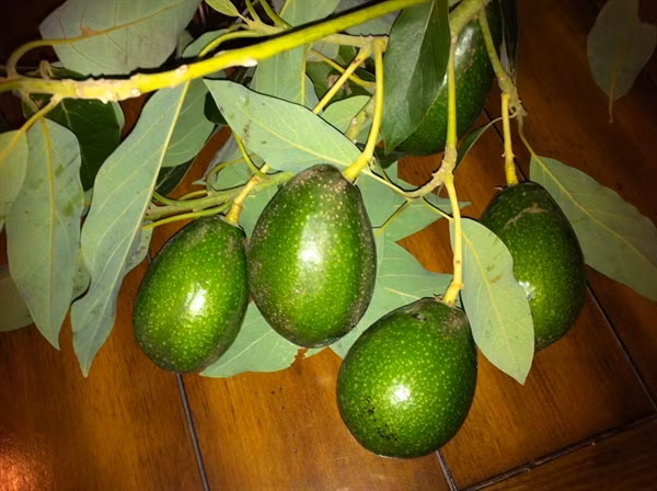 Khi già, vỏ quả chuyển màu tím hay xanh nhạt hơn, độ bóng thay đổi, có nhiều u cám hay sần hơn. Thỉnh thoảng, bắt đầu có một vài quả già rụng.