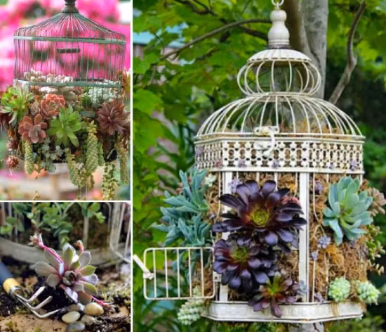 Bat mi cach bien long chim cu thanh gio hoa trang tri