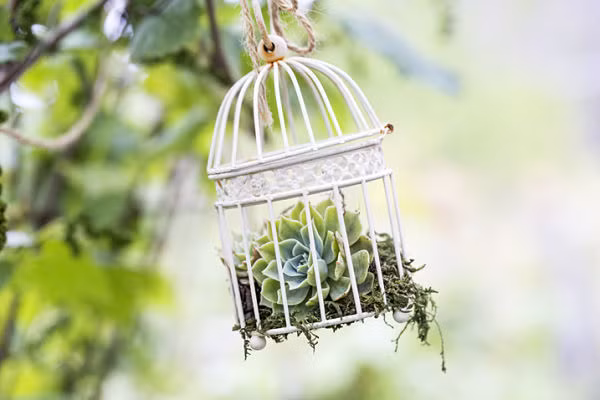 Những giỏ hoa xinh xắn từ lồng chim cũ này có thể treo trang trí ngoài vườn.