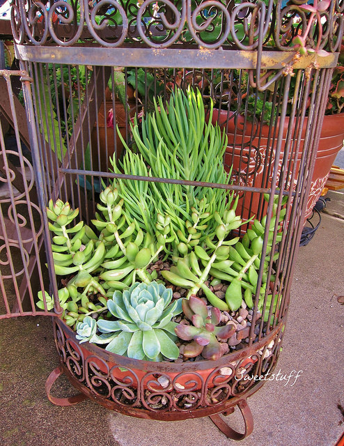 Thế nhưng, có lẽ hoa đá chính là giống cây dễ trồng và sinh trưởng nhanh hơn cả.