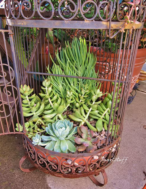 Thế nhưng, có lẽ hoa đá chính là giống cây dễ trồng và sinh trưởng nhanh hơn cả.