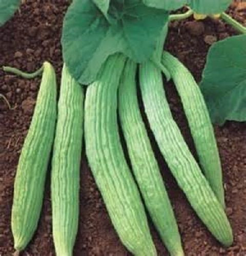 Dưa chuột Armenia đầu tiên được trồng ở vùng Lưỡng Hà cổ đại, sau đó, giống này được bán cho người Ai Cập và tiếp đó là người Thổ Nhĩ Kỳ.