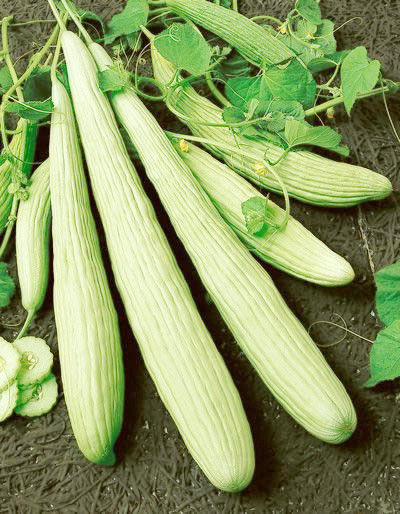 Giống dưa dài này cũng được bán khá chạy tại thị trường Mỹ.