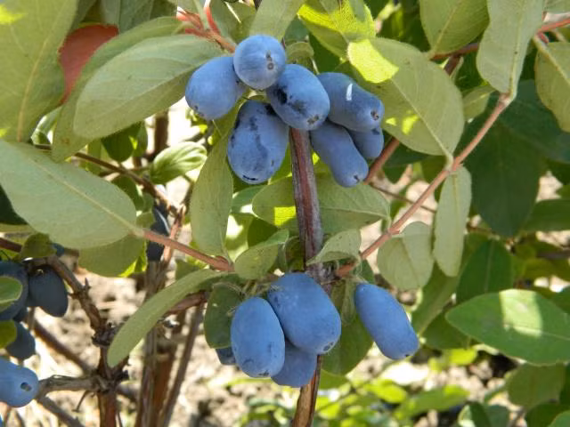 Trái việt quất Honeyberry có vỏ mỏng, vị hơi giống với việt quất đen, anh đào và đôi khi giống cả vị nho hay quả kiwi.