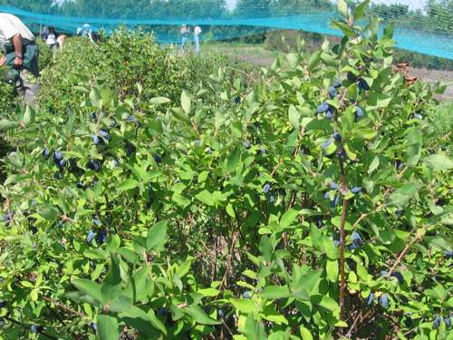 Loại việt quất Honeyberry có thể cho thu hoạch quả liên tục trong vòng 30 năm trở lên. Điều này cũng giúp nhà vườn thu được lợi nhuận cao.