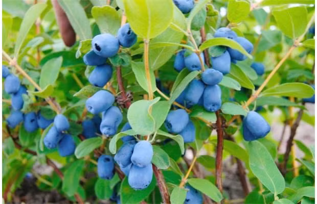 Những chùm việt quất sai quả chuẩn bị cho thu hoạch.