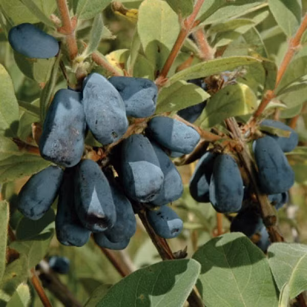 Giống việt quất "hái ra tiền" này được trồng khá nhiều ở các nông trại của Mỹ, cho hái quả khi mới chỉ được một năm tuổi.