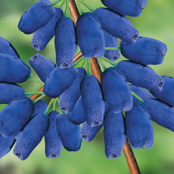 Đặc biệt, loại quả lạ này có hương vị thơm ngon được dùng để ăn trực tiếp, chế biến món ăn và dùng cả nấu rượu.