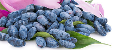 Quả việt quất Honeyberry bán khá chạy trên thị trường.