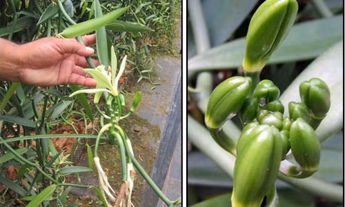 Thường thì phương pháp thụ phấn này chỉ có thể được áp dụng trên 5-6 hoa/cuống. Do đó, một cây vani có thể cho vài trăm bông hoa nhưng thụ phấn nhân tạo chỉ giới hạn từ 40-50 hoa.