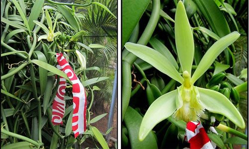 Chờ đến khi cây trổ hoa, những trẻ em và phụ nữ ở những vùng trồng vani bắt đầu tiến hành thụ phấn bằng tay.