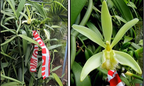 Chờ đến khi cây trổ hoa, những trẻ em và phụ nữ ở những vùng trồng vani bắt đầu tiến hành thụ phấn bằng tay.