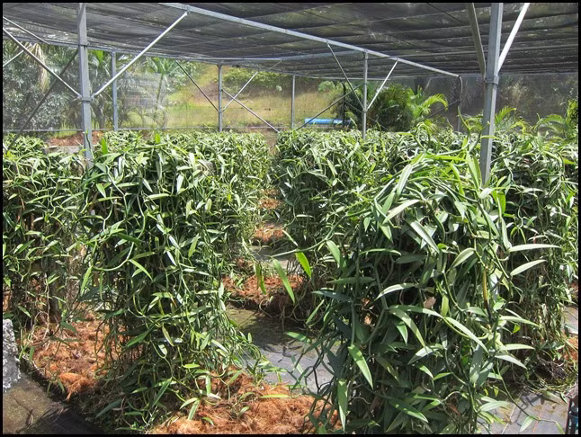 Vani là loại cây cần nhiều công chăm sóc. Khoảng 4-8 tuần lễ sau khi cây trồng bắt đầu ra rễ, người ta phải thường xuyên theo dõi để giúp cây bám chắc vào trụ cột. Khi cây đạt độ cao khoảng 1,5m thì ngắt đọt cho cây đâm chồi và nhẹ nhàng uốn cho nó bò lên giàn ngang bắc giữa các trụ.