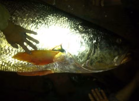 Cá còn sống có màu trắng bạc và trắng phớt hồng, phần đầu và lưng có mầu xanh xám hoặc xám sáng tuỳ vào môi trường sinh thái nơi cá sống, miệng cá màu vàng nghệ đặc trưng. Khi chết, toàn thân cá sủ vàng đều chuyển màu vàng nhạt đến vàng thẫm.