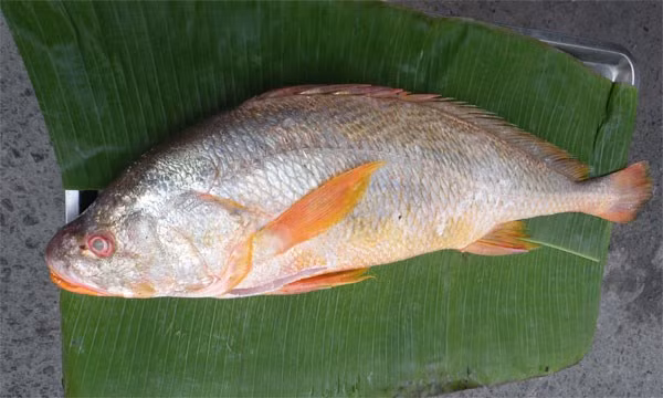 Ngoài ra, thịt cá còn được sử dụng làm thuốc chữa một số bệnh ngoài da, đặc biệt là bệnh nấm tổ đỉa, óc cá làm thuốc chữa bệnh thần kinh rất có giá trị trong y học.