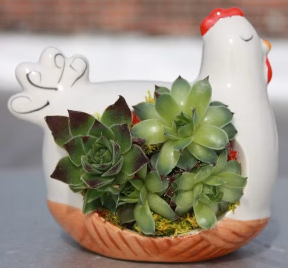 Chậu hoa hình con gà trông đơn giản nhưng cũng không kém phần đáng yêu.