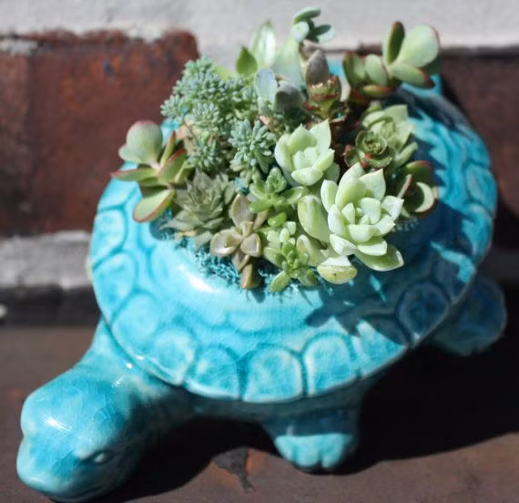 Hãy trang trí nhà với chậu hoa con rùa trông thật đáng yêu.