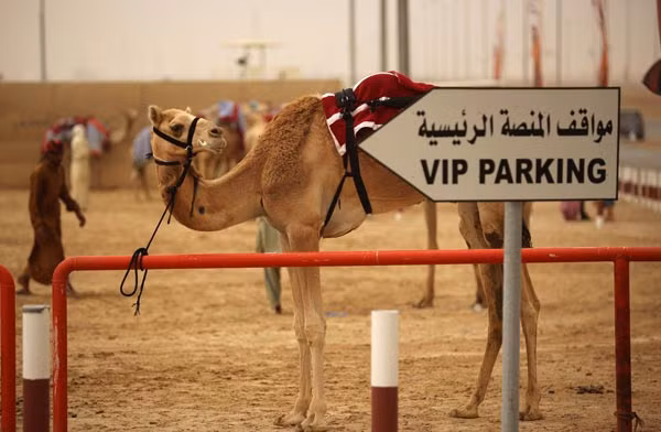 Những cậu bé cũng thường bị bỏ đói để càng nhẹ càng tốt, không tạo sức nặng lên lưng lạc đà.