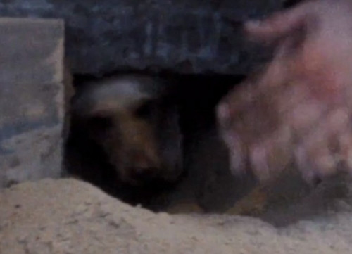 Xot xa cho me dang mang thai bi chon song-Hinh-2