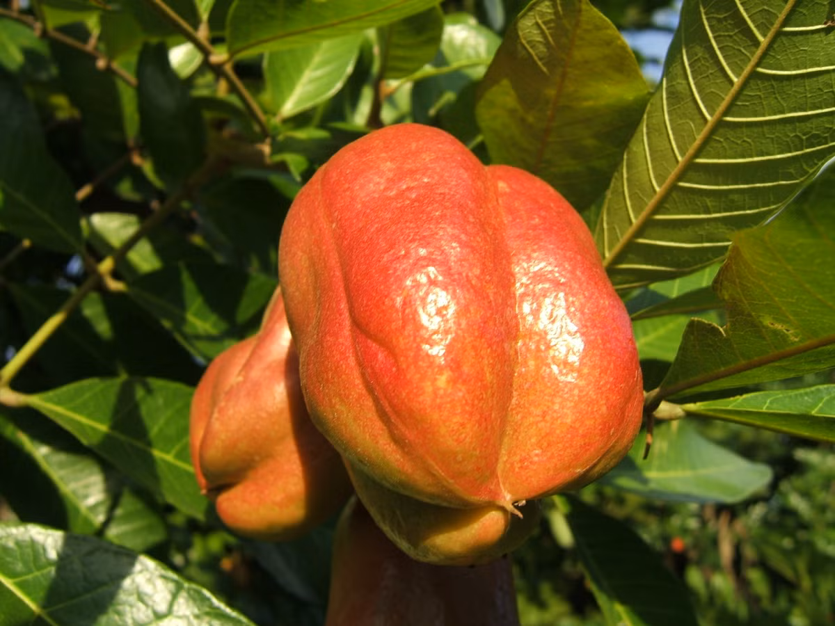 Được gọi là “bộ não thực vật”, trái Ackee nổi bật bởi hình dáng phần thịt bên trong nhăn nheo và màu vàng như một bộ não vậy.