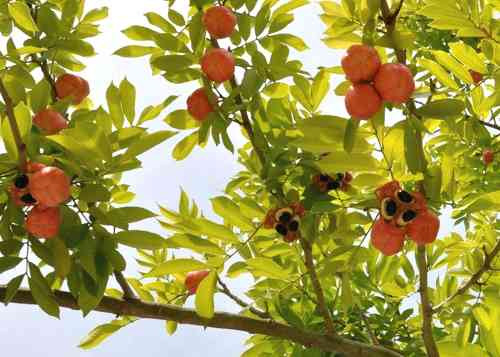 Ackee là một trong những nguyên liệu chế biến trong nhiều món ăn ở Jamaica và cũng là "quốc quả" của đất nước này.