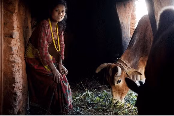 Trong ảnh, cô bé Lalita (14 tuổi) phải sống trong chuồng bò trong những ngày thấy tháng của mình.
