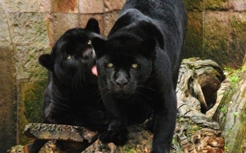 Ngoài ra, trùm ma túy này còn sở hữu ít nhất một cặp báo đen như thú cưng trong nhà.