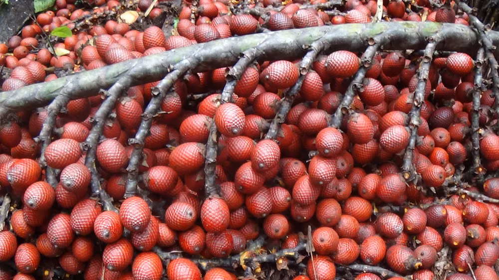 Quả Aguaje ngày càng mang lại nguồi thu lớn cho nông dân địa phương bởi được nhiều người tiêu dùng trên toàn thế giới ưa chuộng.