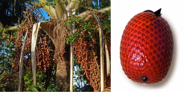 To mo loai qua lam dep cho chi em “de” ra tien