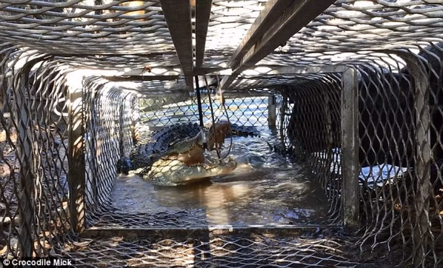 Cá sấu 4,3 mét này đã bị bắt bởi phương pháp bẫy lồng.