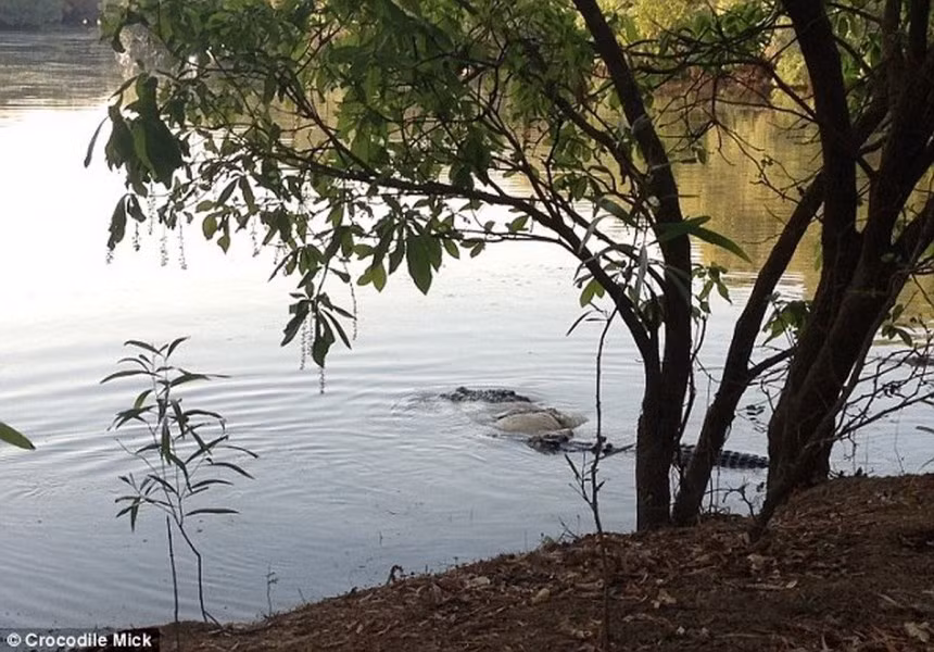 Cách săn cá sấu mà Mick yêu thích giết con vật khổng lồ bằng cách bẫy lồng rồi dùng dây thừng xiết cổ để chúng chết dần.