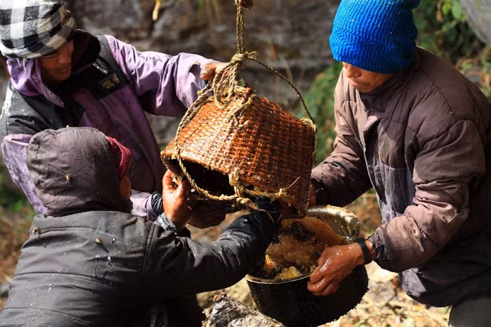 Để lấy được những tảng sáp đầy mật như vậy, họ phải đối diện với sự nguy hiểm nhiều khi đánh đổi bằng cả mạng sống của mình.