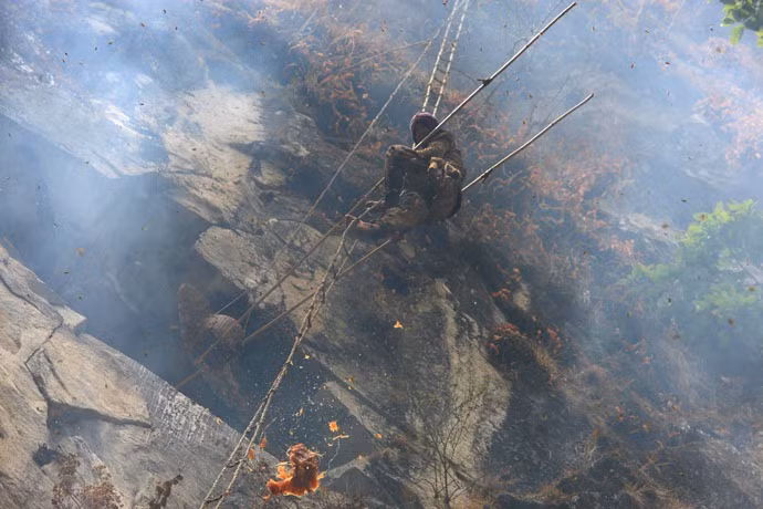 Sau đó, người thợ lành nghề mới đu thang dây, sử dụng công cụ đặc biệt để cắt những tổ ong mật.