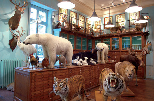 Trong các loại mô hình thú rừng trưng bày trong nhà, con hổ là loài vật được rất nhiều người giàu tìm mua nhằm thể hiện sự oai phong, uy nghi.