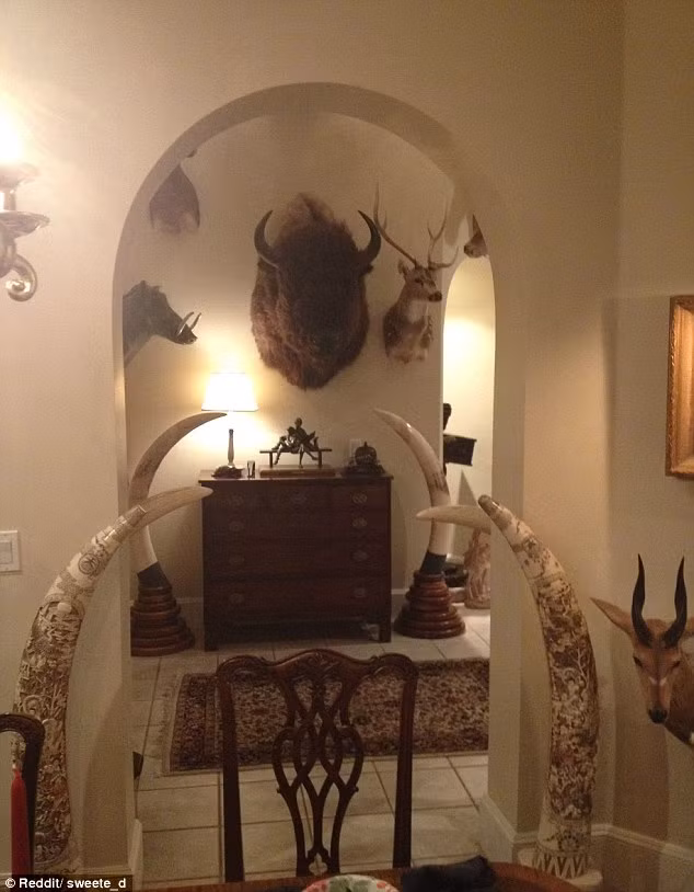 Những chiếc đầu bò tót, trâu rừng, linh dương treo tường... luôn được các đại gia săn lùng để trang trí nhà.