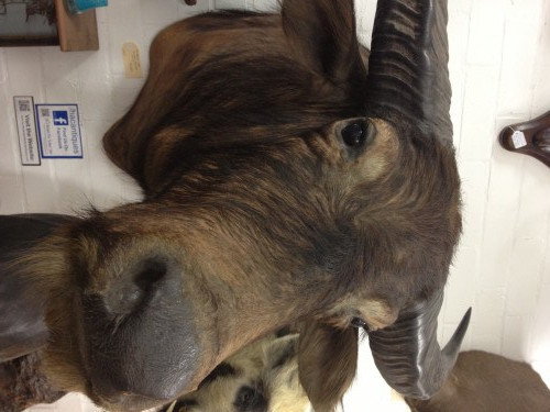 Một chiếc đầu trâu treo tường to lớn.