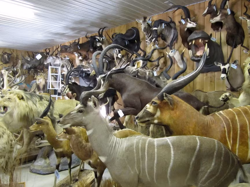 Đây là hình ảnh trong một cửa hàng bán đầu thú treo tường với đầy đủ chủng loại.